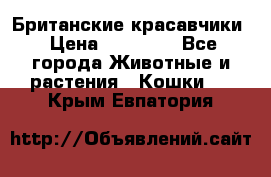 Британские красавчики › Цена ­ 35 000 - Все города Животные и растения » Кошки   . Крым,Евпатория